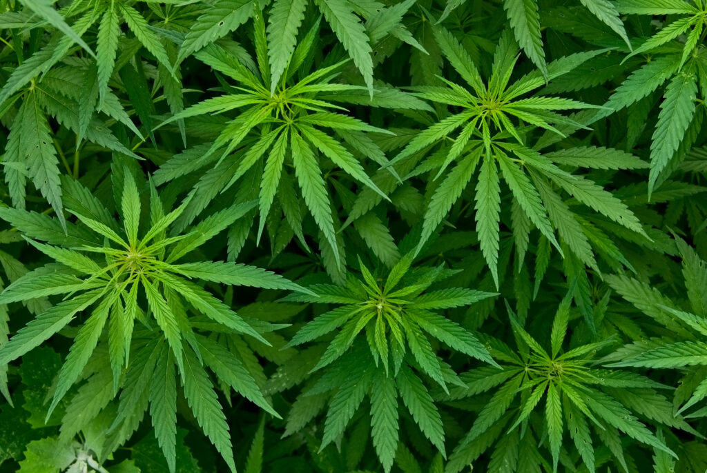 marihuana, jaka kara grozi za posiadanie